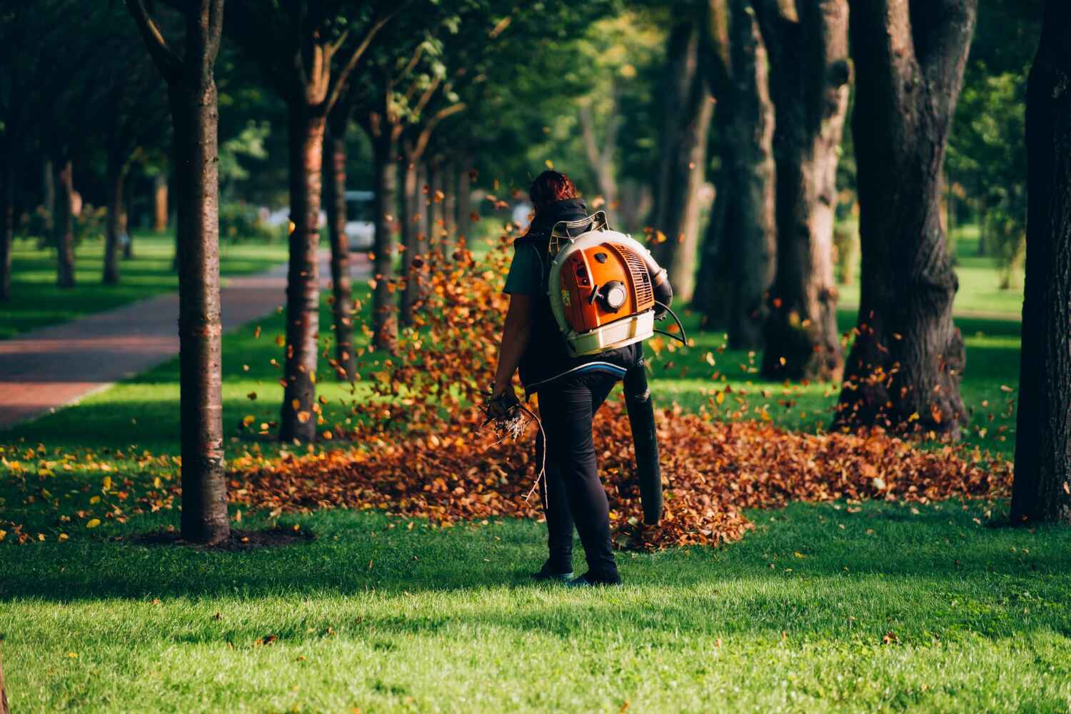 Best Large Tree Removal  in Graham, TX